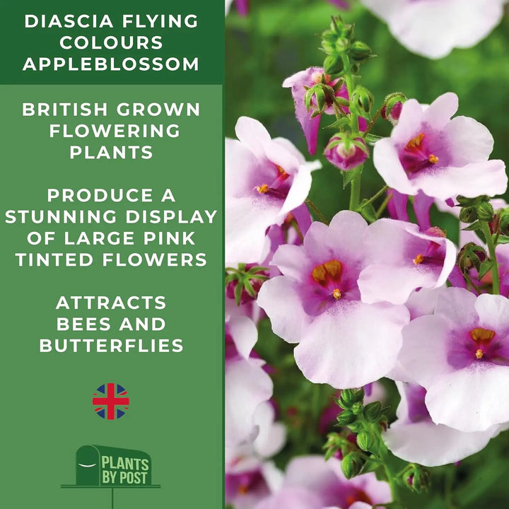 Diascia Flying Colours Appleblossom 9cm In Recyclable Pots x 3 Plants plants by post