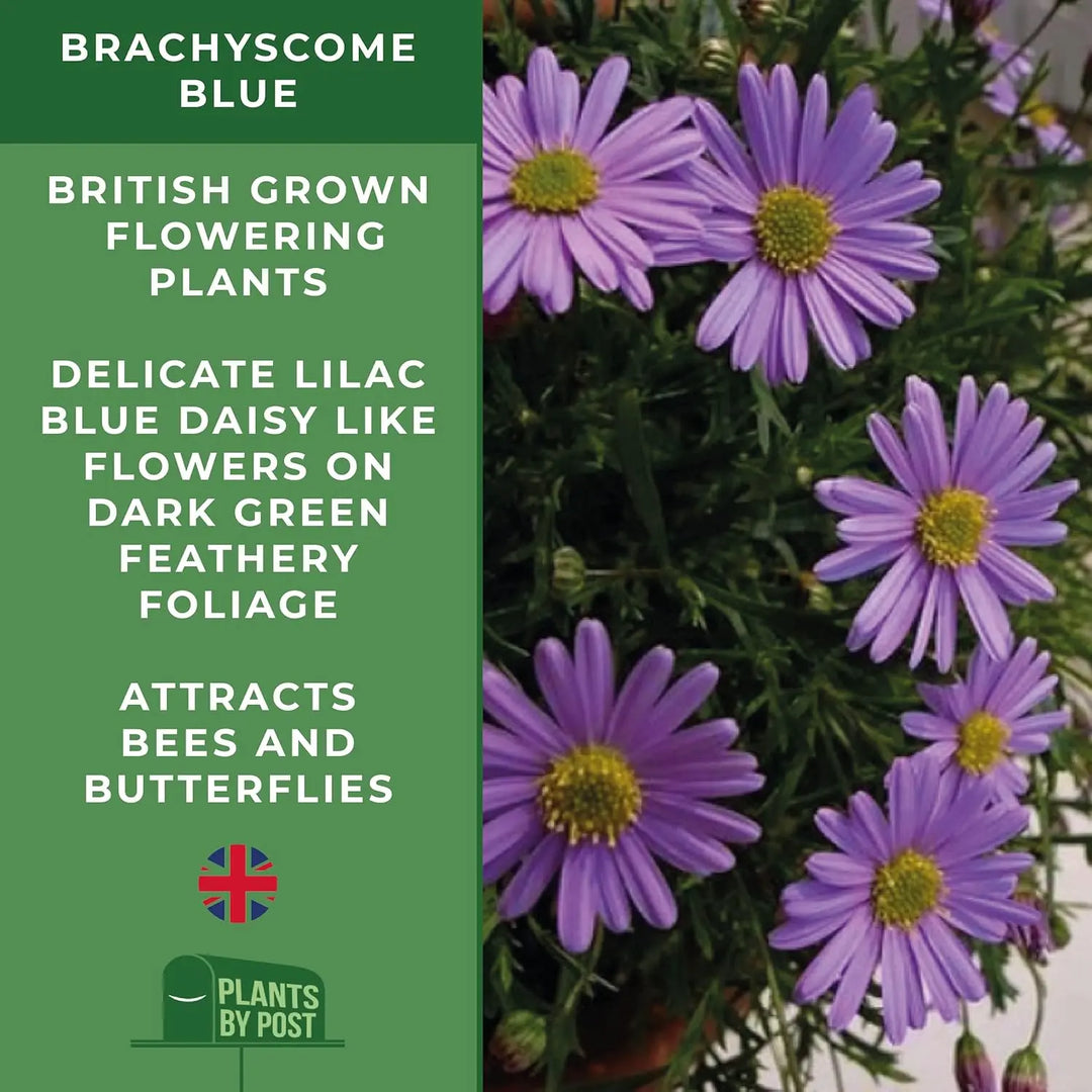 Brachyscome Blue – 3 x 9cm Flowering Plants in Recyclable Pots Lilac-Blue Blooms plants by post