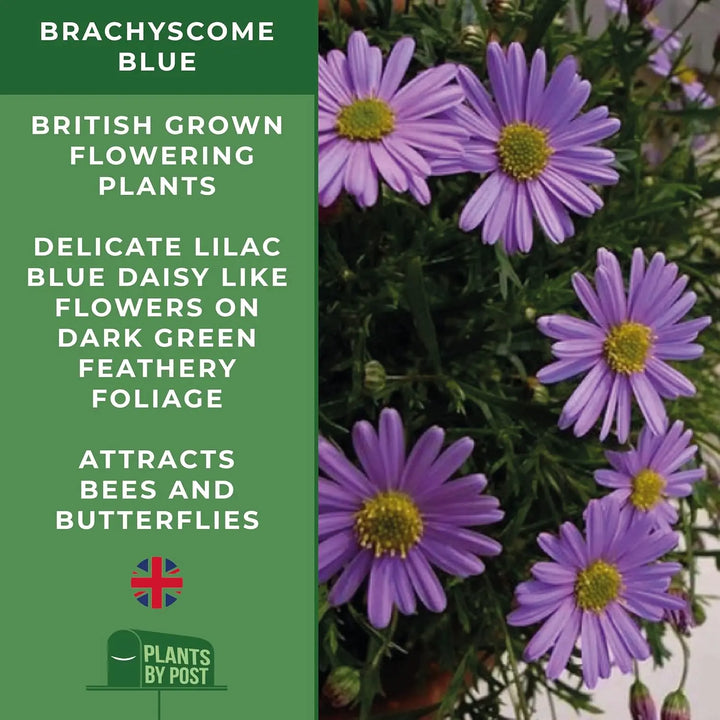 Brachyscome Blue – 3 x 9cm Flowering Plants in Recyclable Pots Lilac-Blue Blooms plants by post