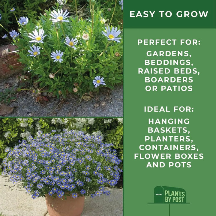 Felicia Blue – 3 Plants in 9cm Recyclable Pots Stunning Blue Daisy-Like Flowers plants by post