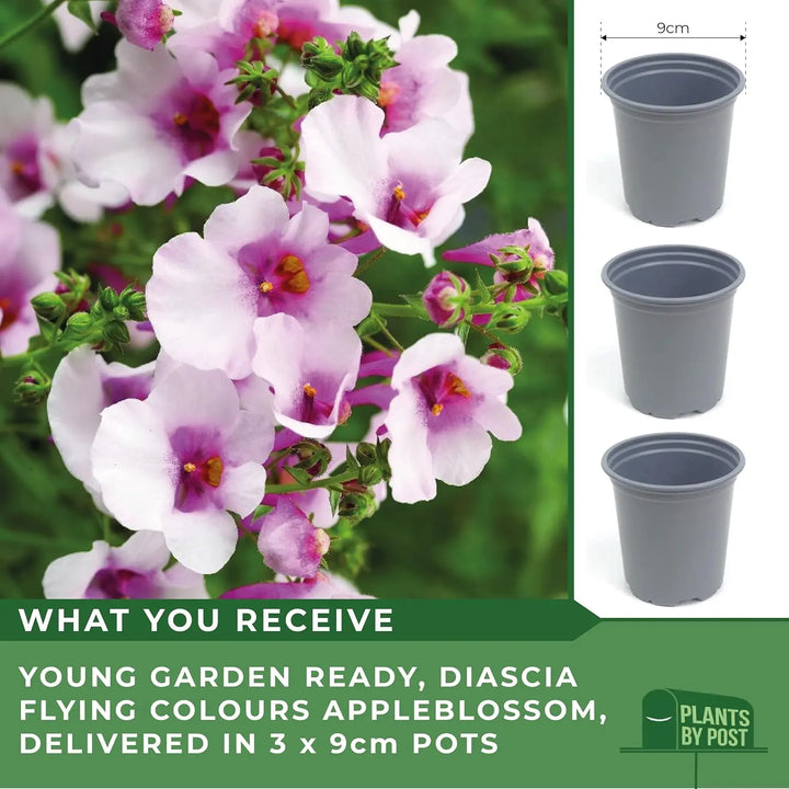 Diascia Flying Colours Appleblossom 9cm In Recyclable Pots x 3 Plants plants by post