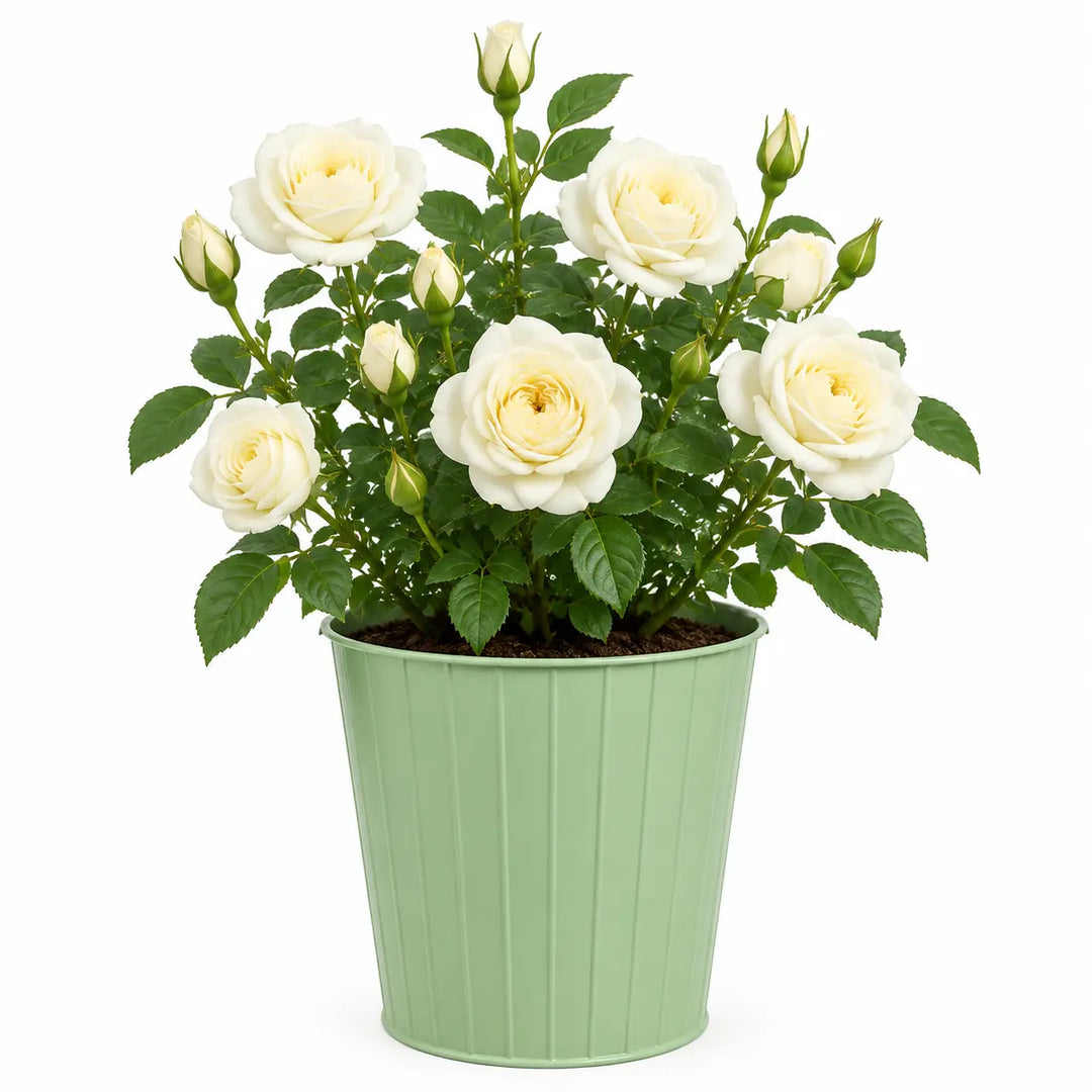 3L Silver Anniversary Yellow Rose Bush - Beautiful Flowering Plant Gift Plants By Post
