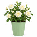 3L Silver Anniversary Yellow Rose Bush - Beautiful Flowering Plant Gift Plants By Post