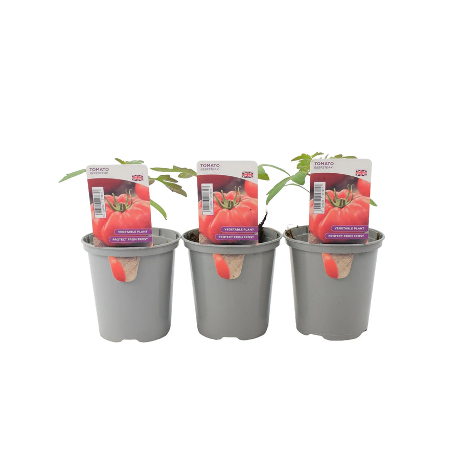 Tomato Beefsteak 9cm Pots X 3 plants by post