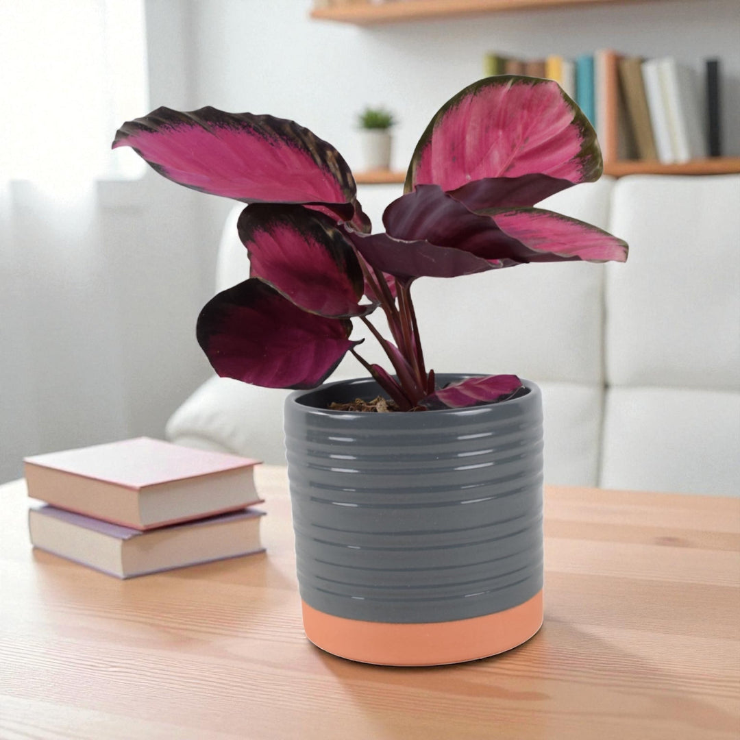 prayer plant with purple leaves Calathea Roseopicta 'Rosy' – Indoor Prayer Plant with Pink Leaves