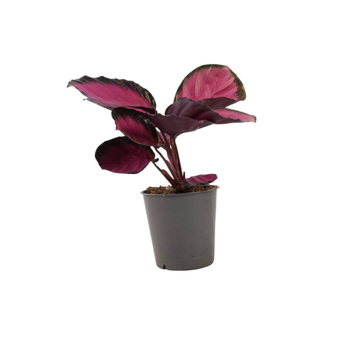 Calathea Roseopicta ‘Rosy’ – Indoor Prayer Plant with Stunning Pink Leaves (12cm Pot) Plants By Post