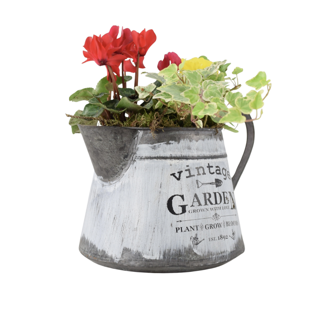 Seasonal Vintage Jug Planter - Pre-Planted Cottage Garden Display Plants By Post