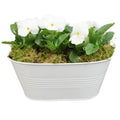 White Metal Trough with Mixed Seasonal Plants – Moss Finish Garden Planter Plants By Post