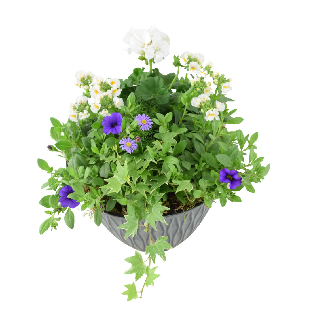 Vibrant Seasonal Planted Container – 26cm Decorative Outdoor Planter with Seasonal Flowers Plants By Post