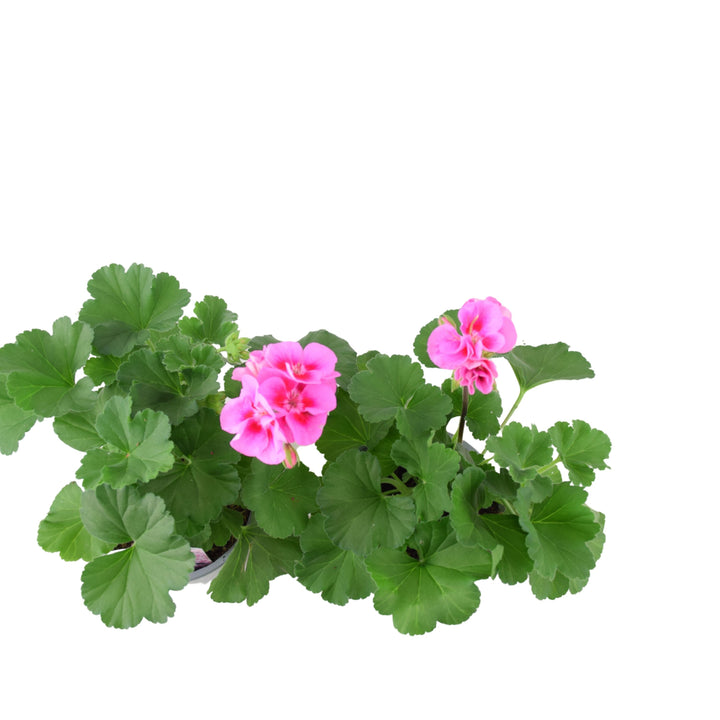 Zonal Geranium Upright Mixed Colours – Set of 2 x 1L Potted Plants Plants By Post