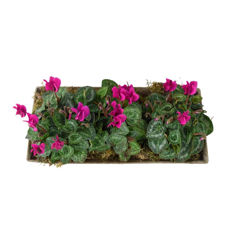 Cyclamen Premium Metal Trough Planter – Elegant Purple & White Blooms Plants By Post