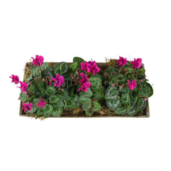 Cyclamen Premium Metal Trough Planter – Elegant Purple & White Blooms Plants By Post