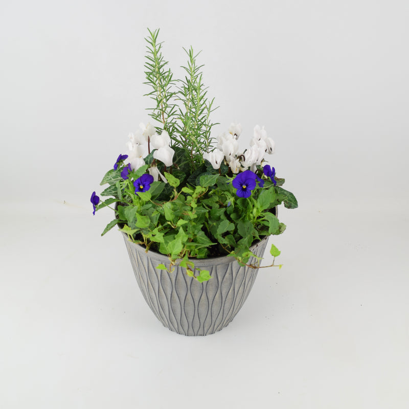26cm Seasonal Planted Container
