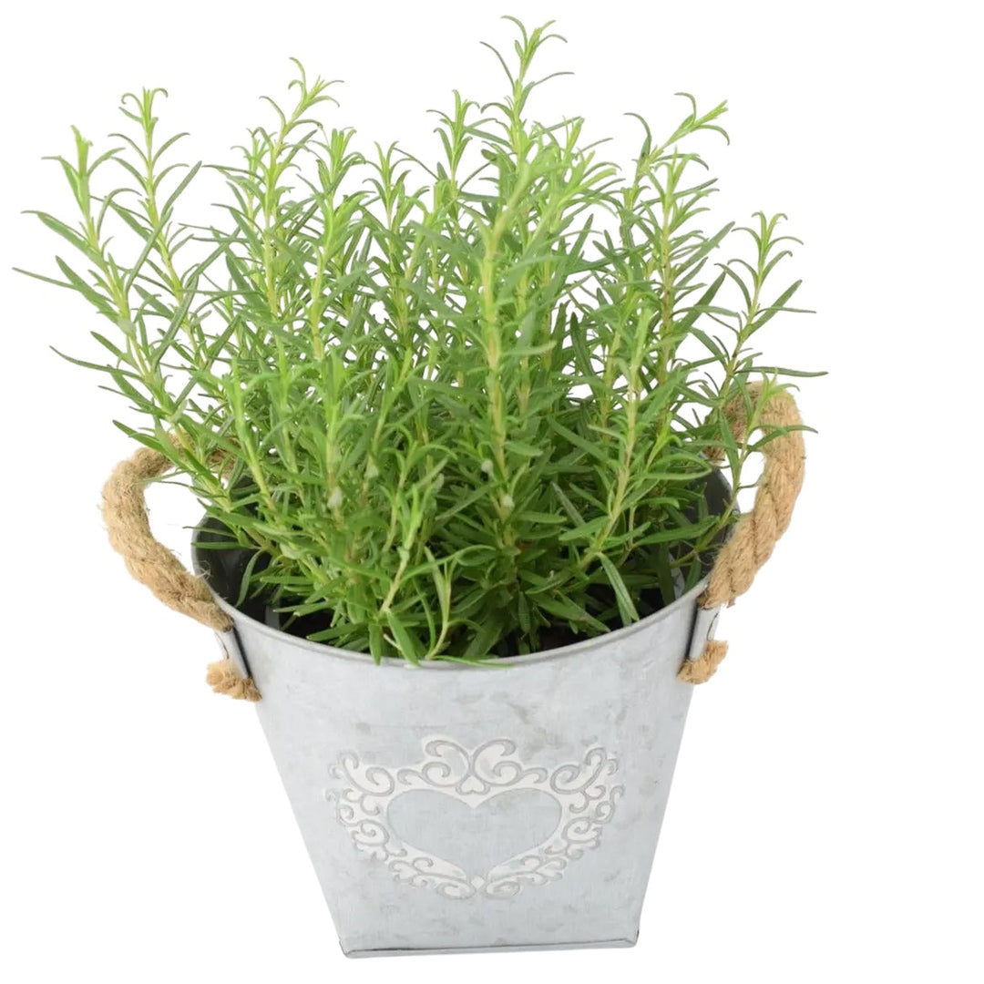 Rosemary in Heart Tin – Fragrant Mediterranean Herb for Home and Garden Plants By Post