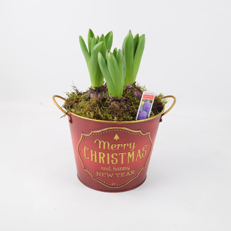 Hyacinth Planted Merry Christmas Metal Planter x 3 Bulbs