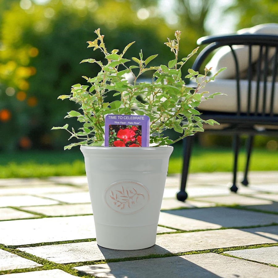 Rose ‘Time to Celebrate’ – Patio Rose in 3L Pot, Bright Red Blooms for Garden & Gifts Plants By Post
