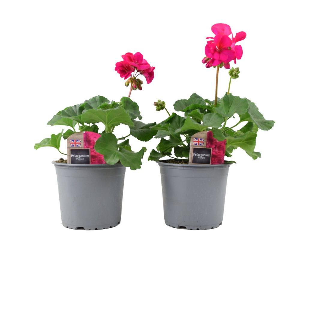 Zonal Geranium Upright Mixed Colours – Set of 2 x 1L Potted Plants Plants By Post