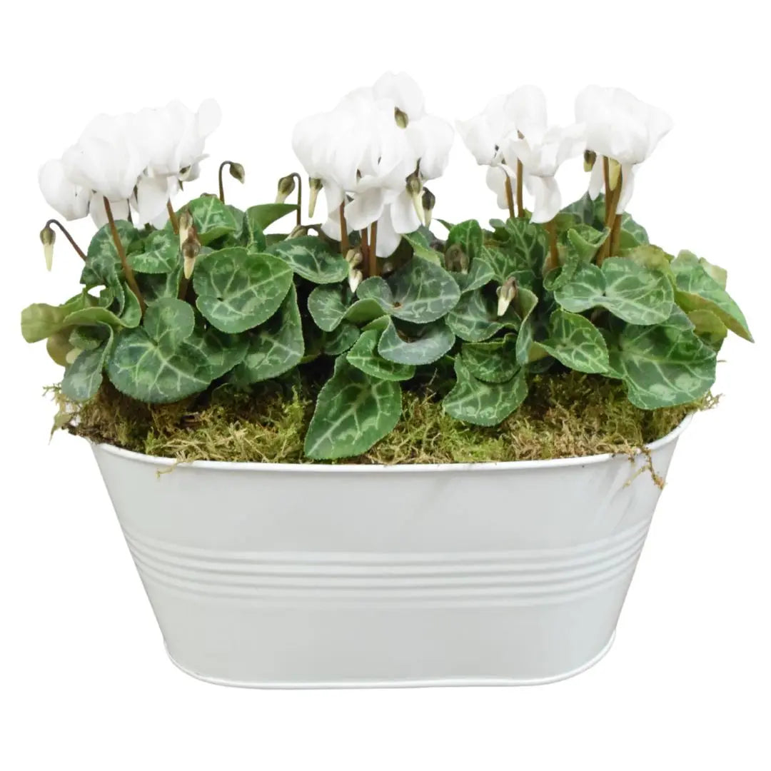 White Metal Trough with Mixed Seasonal Plants – Moss Finish Garden Planter Plants By Post