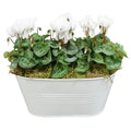 White Metal Trough with Mixed Seasonal Plants – Moss Finish Garden Planter Plants By Post
