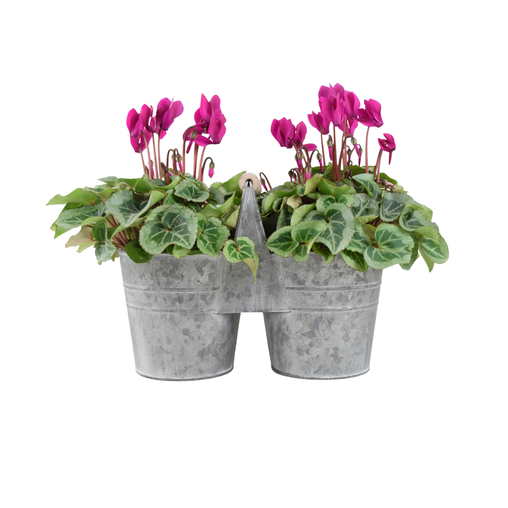 Cyclamen Duo Planter – Vibrant Winter Blooms in Decorative Display Plants By Post