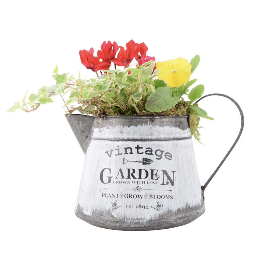 Seasonal Vintage Jug Planter - Pre-Planted Cottage Garden Display Plants By Post