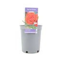 Special Wishes Rose - Plants By Post