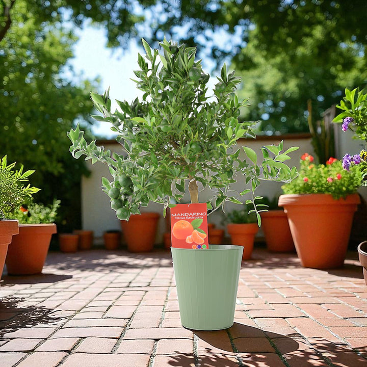 Citrus Mandarin Tree in 5L Pot – Easy to Grow, Fragrant & Fruiting Plants By Post
