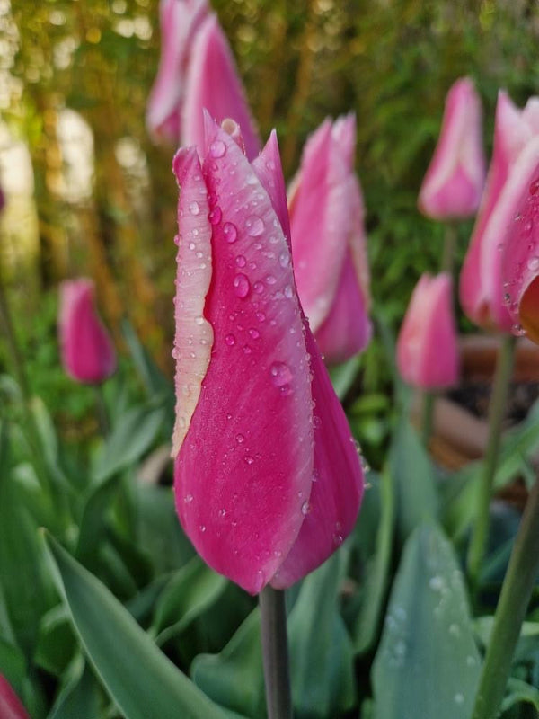 Tulip 'Sanne' (15 Bulbs) Plants By Post