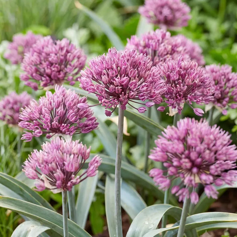 Allium Dallas – Pack of 25 Purple Ornamental Allium Bulbs