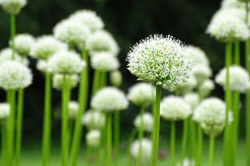 Allium 'Nigrum' (10 x Bulbs) Plants By Post