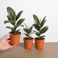 Ficus Elastica Rubber Plant 12cm - Peat Free Compost Indoor Plant