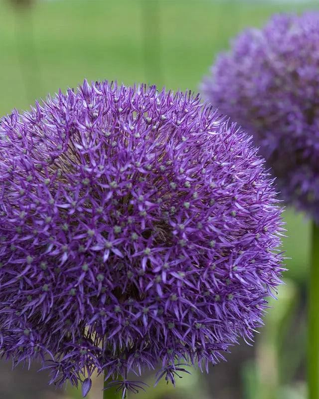 Allium Pinball Wizard – Pack of 5 Large Purple Ornamental Allium Bulbs