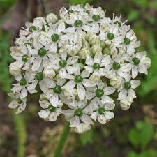Allium 'Nigrum' (10 x Bulbs) Plants By Post