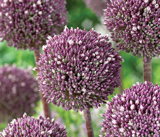 Allium 'Summer Drummer' (10 Bulbs) The Rose Press Garden
