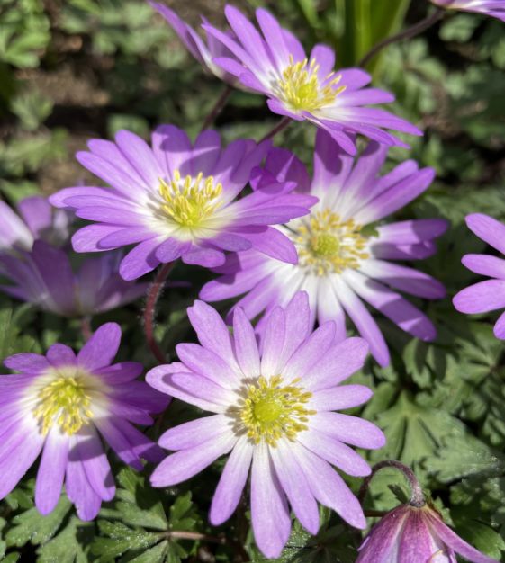 Anemone 'blanda charmer' (20 Corms) The Rose Press Garden