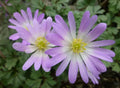 Anemone 'blanda charmer' (20 Corms) Plants By Post