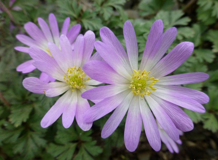 Anemone 'blanda charmer' (20 Corms) Plants By Post