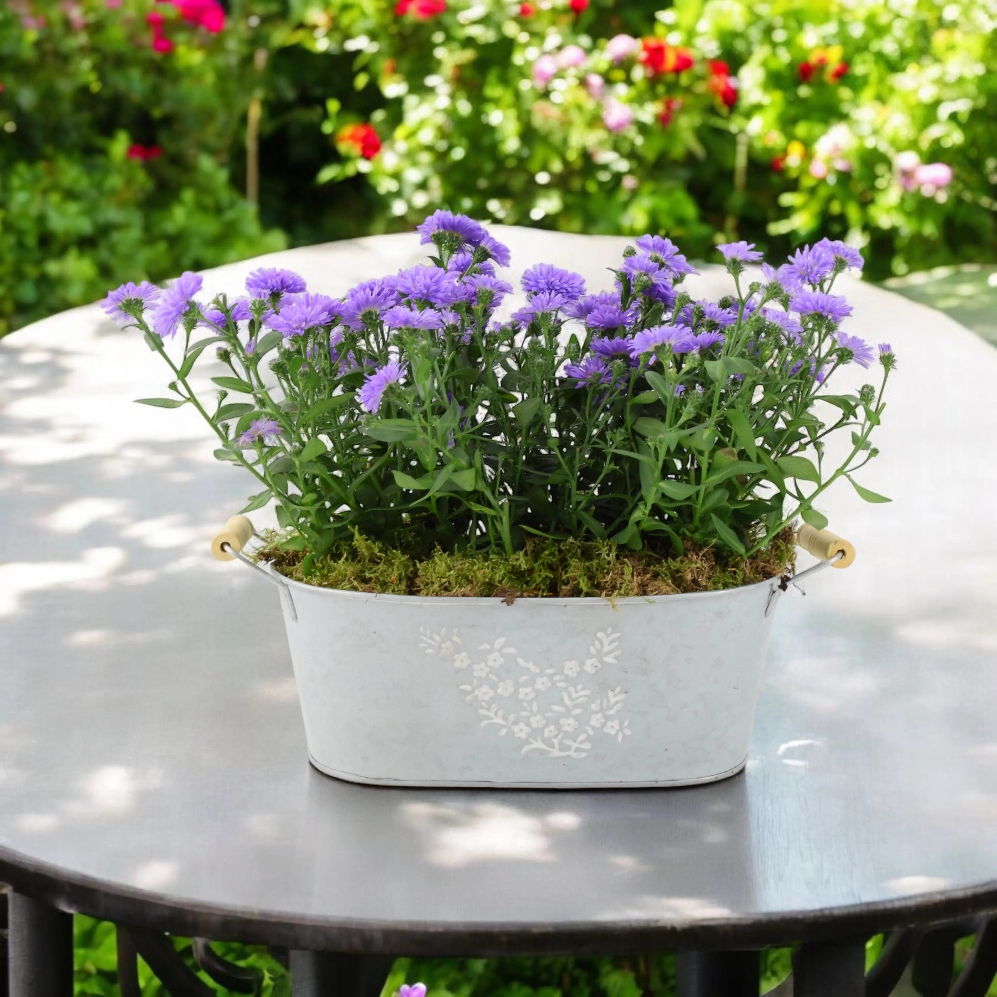 Outdoor Garden Plants