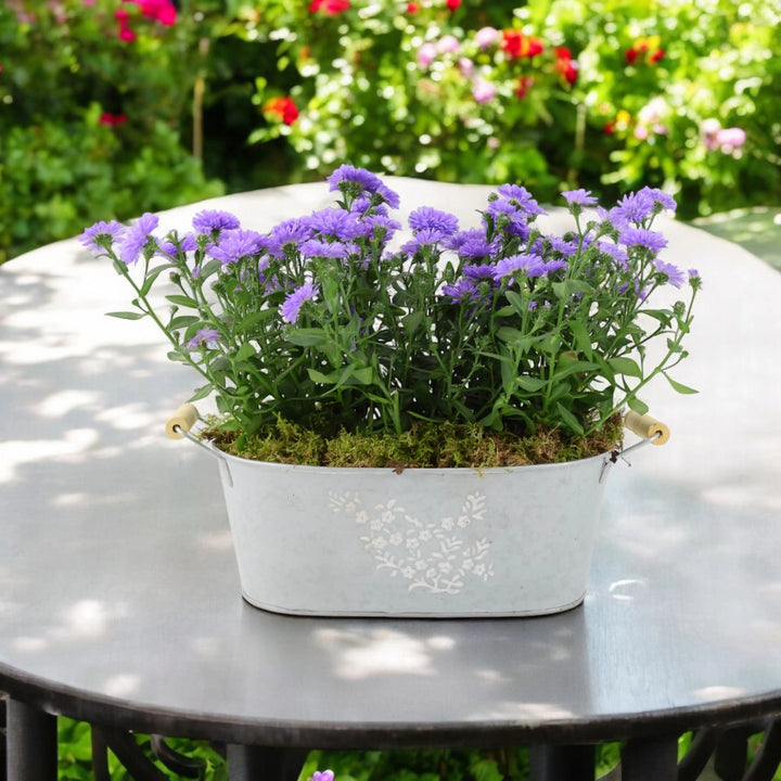 Aster Floral Trough Planter Plants By Post