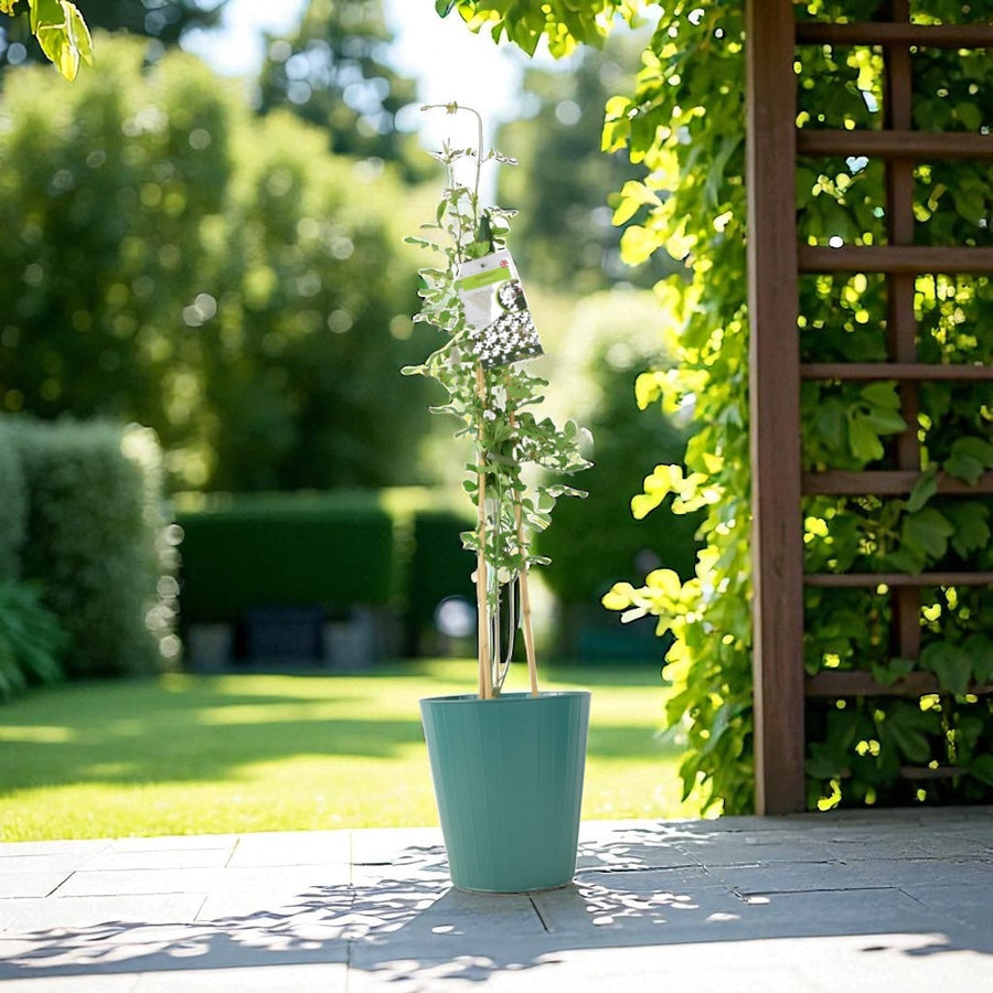 Jasminum Officinale – 3 L Pot – Fragrant White cluster Climbing Jasmine plants by post