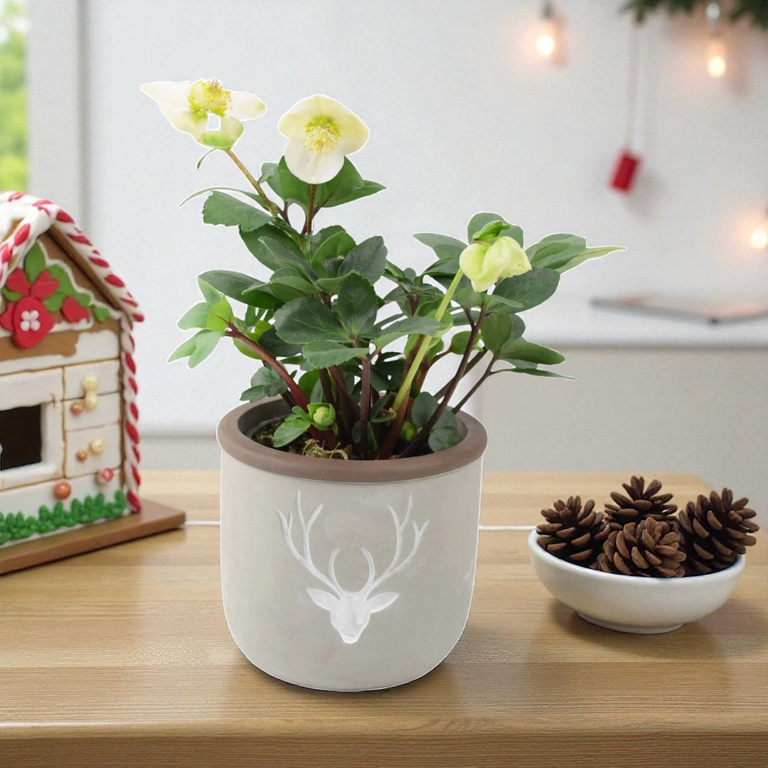 Hellebore in 12cm Concrete Stag Pot – Semi Evergreen Early Flowering Plant Plants By Post