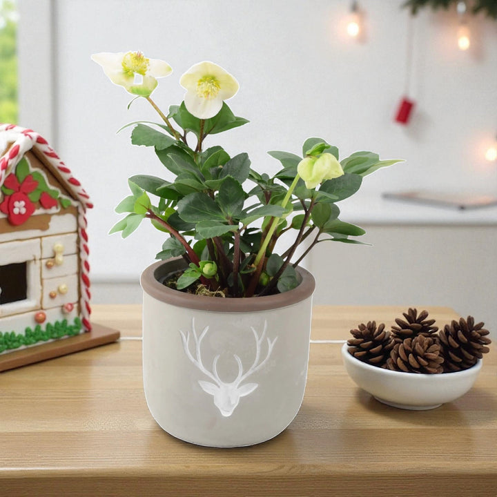 Hellebore in 12cm Concrete Stag Pot – Semi Evergreen Early Flowering Plant Plants By Post