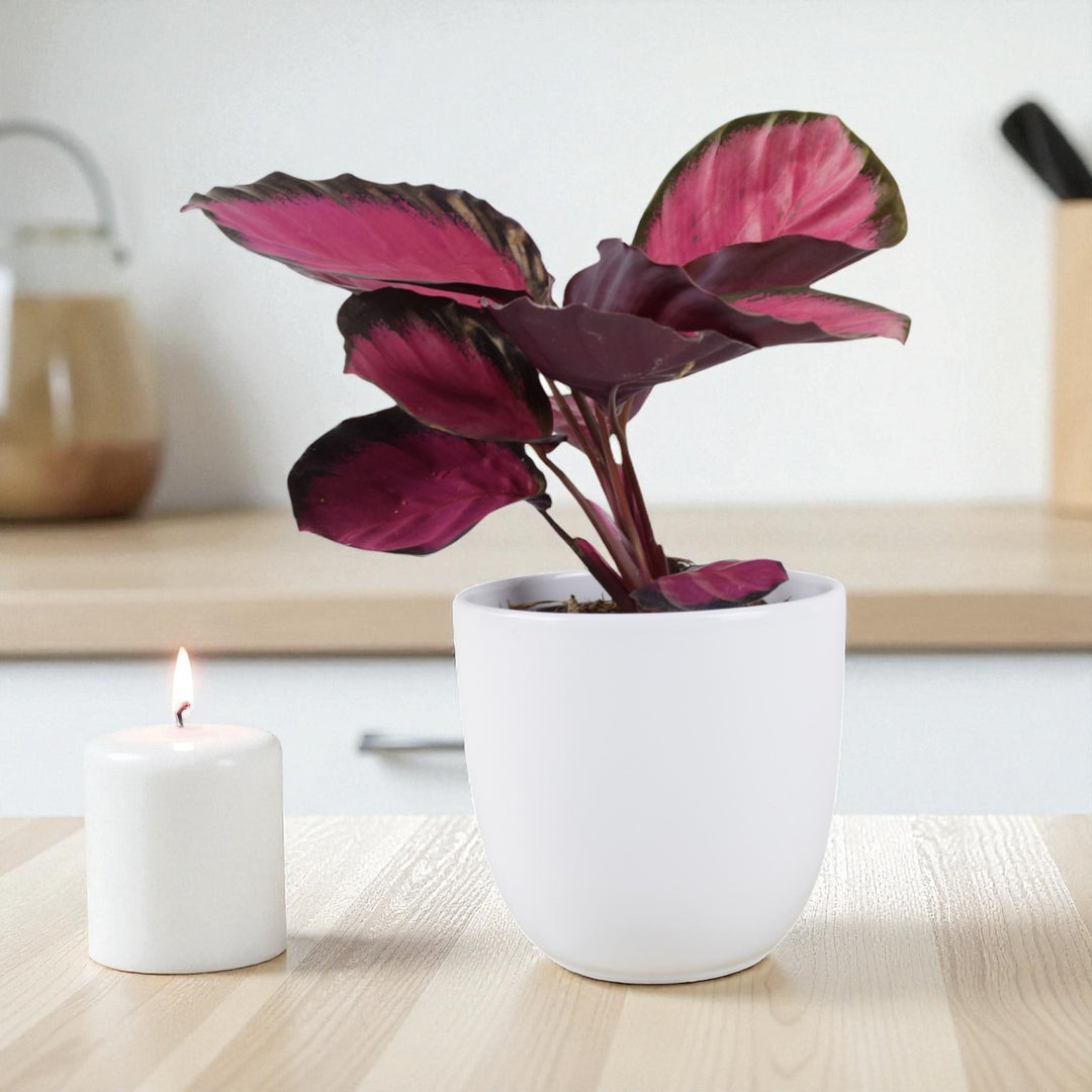 Calathea Roseopicta ‘Rosy’ – Indoor Prayer Plant with Stunning Pink Leaves (12cm Pot) Plants By Post