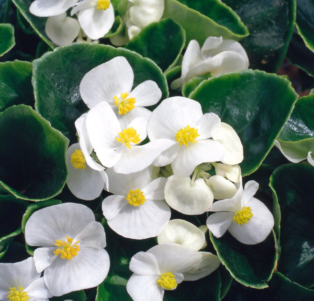 Begonia Semperflorens Green White 6 pack x 2 (12 Plants