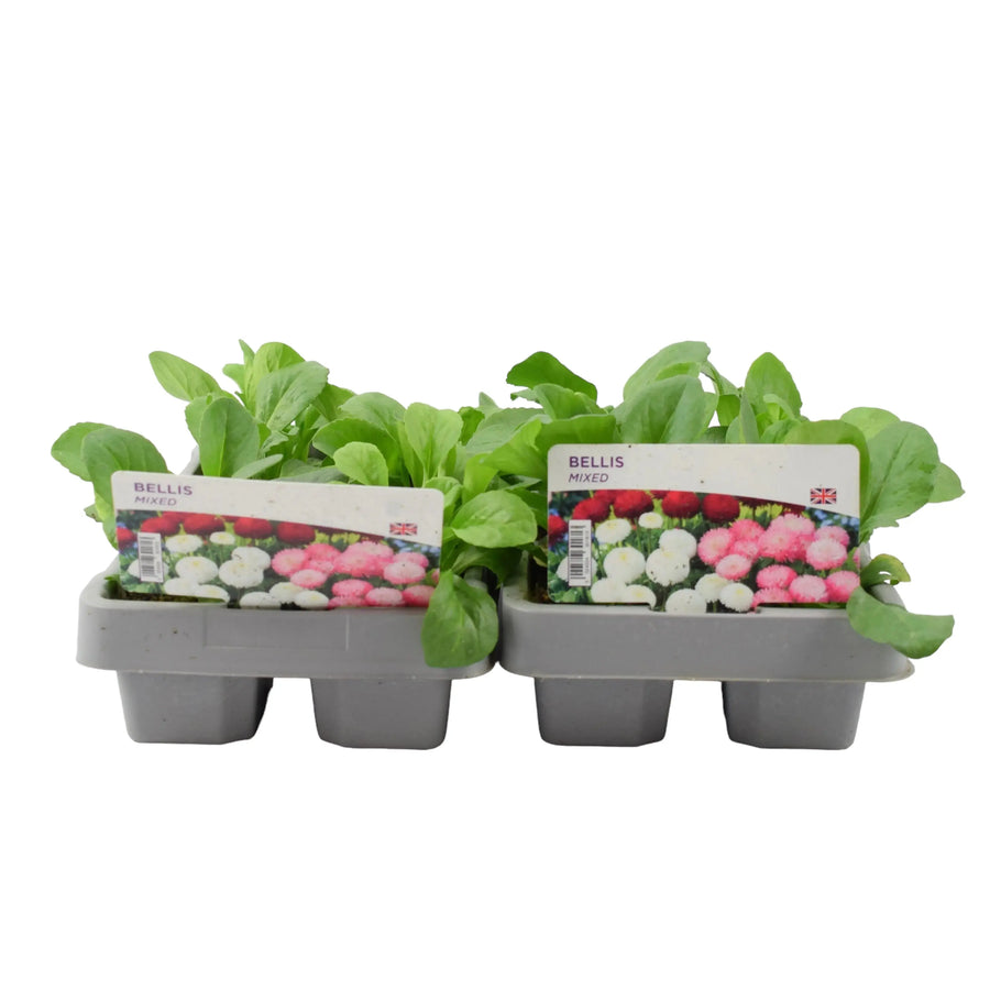 Bellis Mixed 6 pack x 2 (12 Plants) Plants By Post