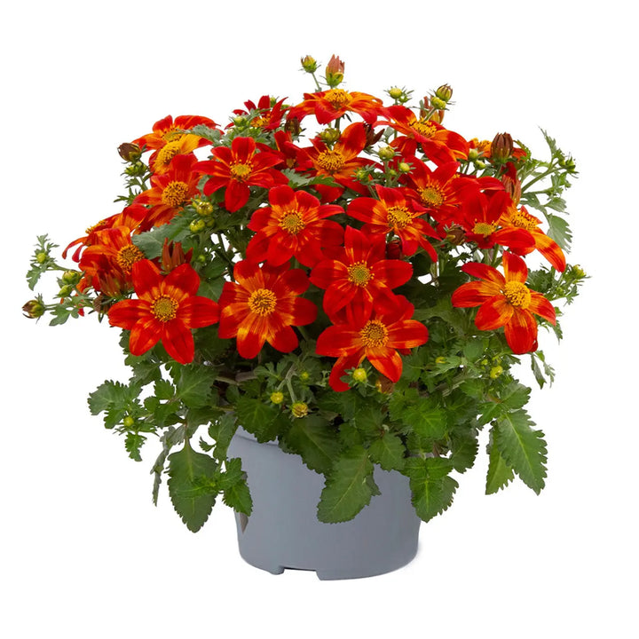 Bidens Bee Happy Red 9cm Plants x 3 – Flowering Plants in Recyclable Pots plants by post