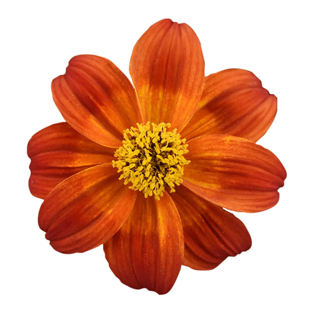 Bidens Bee Happy Red 9cm Plants x 3 – Flowering Plants in Recyclable Pots plants by post