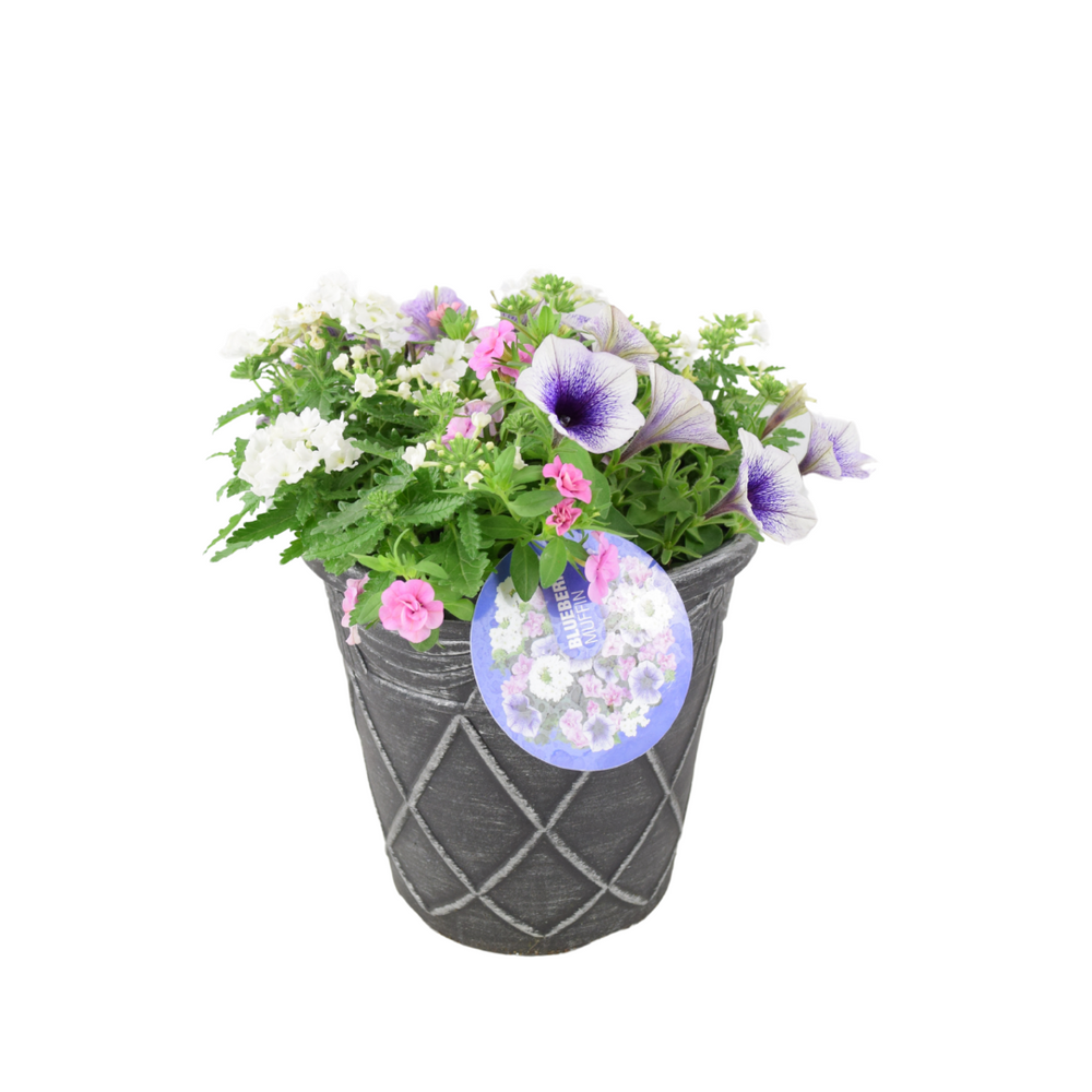 Blueberry Muffin Themed Planted Container – 23cm – Ready-to-Gift Plants By Post