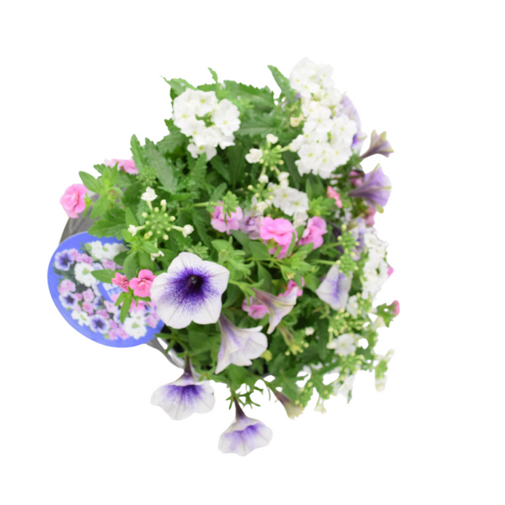 Blueberry Muffin Themed Planted Container – 23cm – Ready-to-Gift Plants By Post