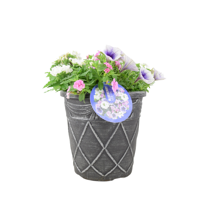 Blueberry Muffin Themed Planted Container – 23cm – Ready-to-Gift Plants By Post